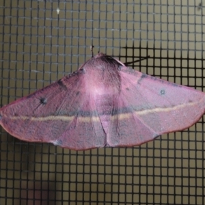 Oenochroma vinaria at Conder, ACT - 5 Oct 2020