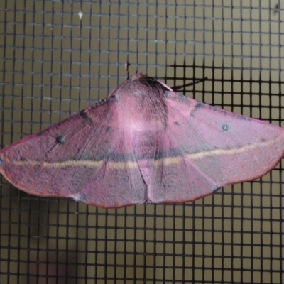 Oenochroma vinaria (Pink-bellied Moth, Hakea Wine Moth) at Pollinator-friendly garden Conder - 5 Oct 2020 by michaelb