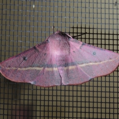 Oenochroma vinaria (Pink-bellied Moth, Hakea Wine Moth) at Conder, ACT - 5 Oct 2020 by michaelb