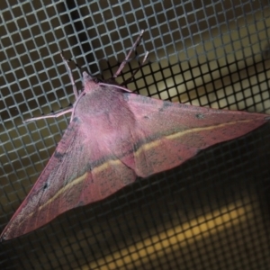 Oenochroma vinaria at Conder, ACT - 5 Oct 2020