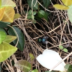 Amenia sp. (genus) (Yellow-headed Blowfly) at Berry, NSW - 19 Oct 2020 by Username279