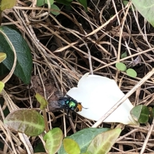 Amenia sp. (genus) at Berry, NSW - 19 Oct 2020