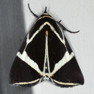 Fodina ostorius at Lilli Pilli, NSW - 3 Oct 2020 10:12 PM
