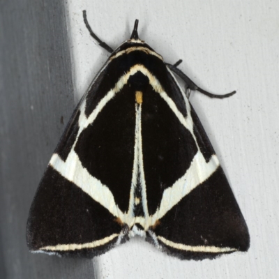 Fodina ostorius (Fodina ostorius) at Lilli Pilli, NSW - 3 Oct 2020 by jbromilow50