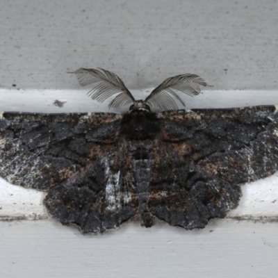 Pholodes sinistraria (Sinister or Frilled Bark Moth) at Lilli Pilli, NSW - 3 Oct 2020 by jbromilow50