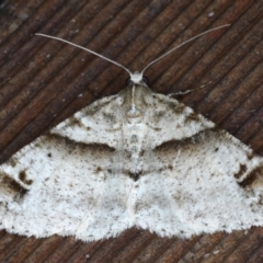 Syneora hemeropa (Ring-tipped Bark Moth) at Lilli Pilli, NSW - 3 Oct 2020 by jb2602