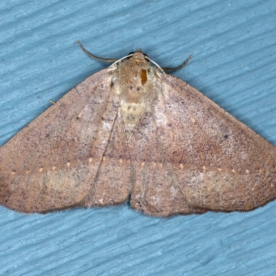 Idiodes apicata (Bracken Moth) at Lilli Pilli, NSW - 3 Oct 2020 by jbromilow50