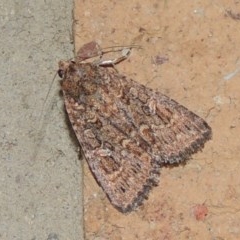 Hypoperigea tonsa (A noctuid moth) at Conder, ACT - 5 Oct 2020 by michaelb