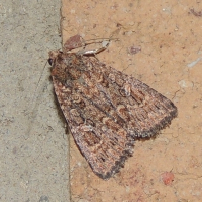 Hypoperigea tonsa (A noctuid moth) at Pollinator-friendly garden Conder - 5 Oct 2020 by michaelb