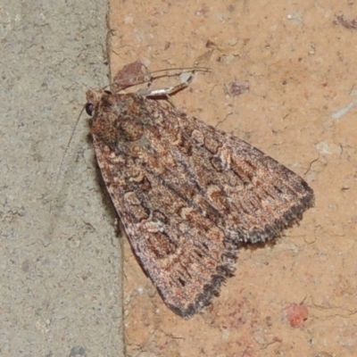 Hypoperigea tonsa (A noctuid moth) at Conder, ACT - 5 Oct 2020 by MichaelBedingfield