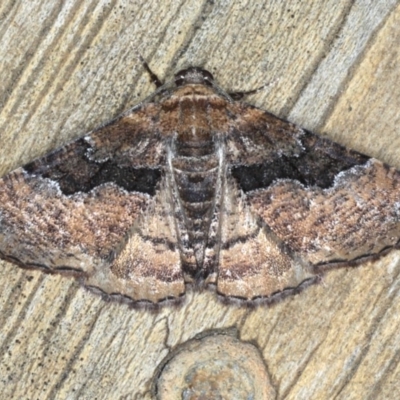 Aporoctena sp.(genus) (A Geometrid moth) at Lilli Pilli, NSW - 3 Oct 2020 by jb2602