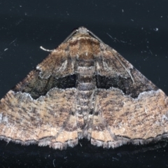 Aporoctena (genus) at Lilli Pilli, NSW - 3 Oct 2020 10:11 PM