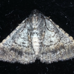 Aporoctena sp.(genus) at Lilli Pilli, NSW - 3 Oct 2020