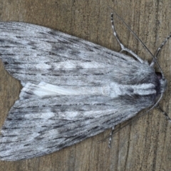 Capusa senilis (Black-banded Wedge-moth) at Lilli Pilli, NSW - 3 Oct 2020 by jb2602