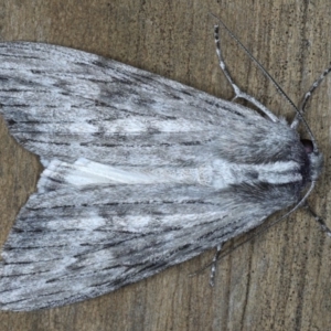 Capusa senilis at Lilli Pilli, NSW - 3 Oct 2020