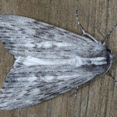 Capusa senilis (Black-banded Wedge-moth) at Lilli Pilli, NSW - 3 Oct 2020 by jbromilow50