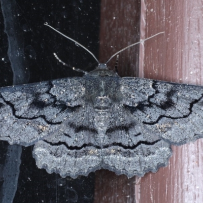 Melanodes anthracitaria (Black Geometrid) at Lilli Pilli, NSW - 3 Oct 2020 by jb2602