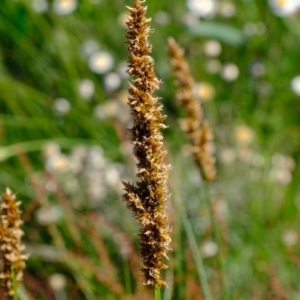 Carex appressa at Molonglo River Reserve - 20 Oct 2020