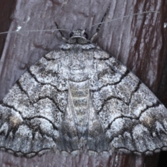Dysbatus singularis (Dry-country Line-moth) at Lilli Pilli, NSW - 3 Oct 2020 by jbromilow50