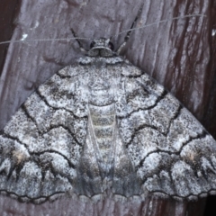 Dysbatus singularis (Dry-country Line-moth) at Lilli Pilli, NSW - 3 Oct 2020 by jb2602