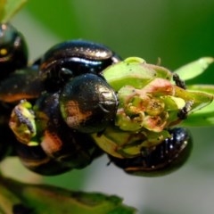 Chrysolina quadrigemina (Greater St Johns Wort beetle) at Holt, ACT - 20 Oct 2020 by Kurt