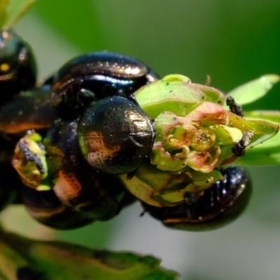 Chrysolina quadrigemina (Greater St Johns Wort beetle) at Molonglo River Reserve - 20 Oct 2020 by Kurt