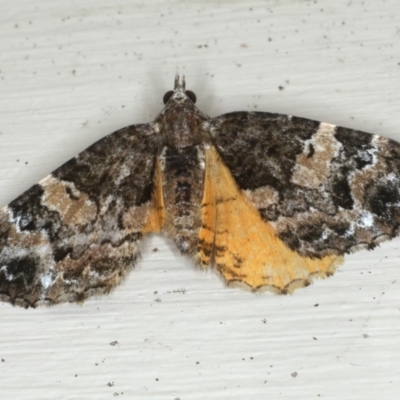 Chrysolarentia phaedra (Elegant Carpet) at Lilli Pilli, NSW - 3 Oct 2020 by jb2602