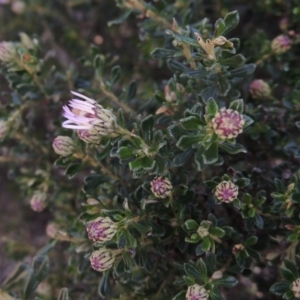 Olearia iodochroa at Bombala, NSW - 21 Jul 2020