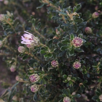 Olearia iodochroa (Violet Daisy-bush) at Endeavour Reserve (Bombala) - 21 Jul 2020 by michaelb