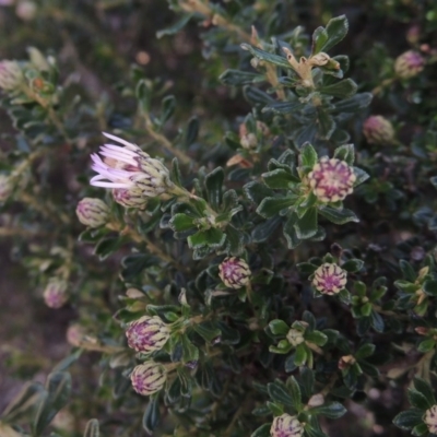 Olearia iodochroa (Violet Daisy-bush) at Bombala, NSW - 21 Jul 2020 by michaelb