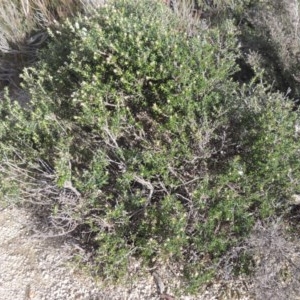 Olearia iodochroa at Bombala, NSW - 21 Jul 2020