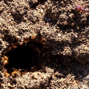 Nasutitermes (genus) at Molonglo River Reserve - suppressed