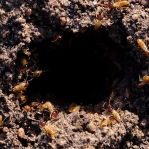 Nasutitermes (genus) at Molonglo River Reserve - suppressed