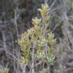 Brachyloma daphnoides (Daphne Heath) at Bombala, NSW - 21 Jul 2020 by michaelb