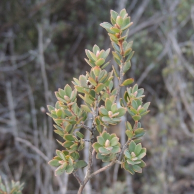 Brachyloma daphnoides (Daphne Heath) at Endeavour Reserve (Bombala) - 21 Jul 2020 by michaelb