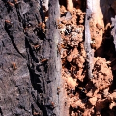 Papyrius nitidus at Molonglo River Reserve - suppressed