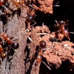 Papyrius nitidus at Molonglo River Reserve - suppressed