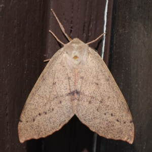 Arhodia lasiocamparia at Lilli Pilli, NSW - 3 Oct 2020