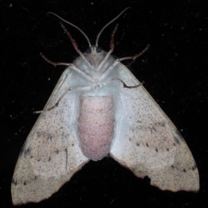 Arhodia lasiocamparia at Lilli Pilli, NSW - 3 Oct 2020