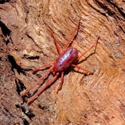 Rainbowia sp. (genus) (A mite) at Kama - 20 Oct 2020 by Kurt