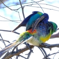 Psephotus haematonotus (Red-rumped Parrot) at Kama - 20 Oct 2020 by Kurt