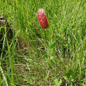 Trifolium incarnatum at Holt, ACT - 20 Oct 2020