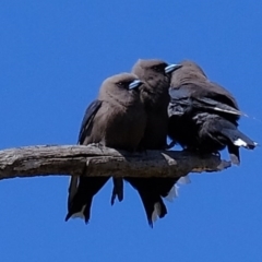 Artamus cyanopterus cyanopterus (Dusky Woodswallow) at Molonglo River Reserve - 20 Oct 2020 by Kurt