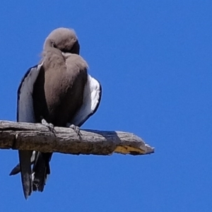 Artamus cyanopterus at Molonglo River Reserve - 20 Oct 2020