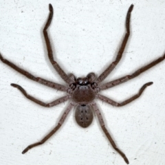 Isopeda (genus) (Huntsman Spider) at Lilli Pilli, NSW - 3 Oct 2020 by jbromilow50