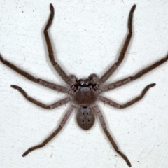 Isopeda sp. (genus) (Huntsman Spider) at Lilli Pilli, NSW - 3 Oct 2020 by jb2602