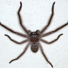 Isopeda sp. (genus) (Huntsman Spider) at Lilli Pilli, NSW - 3 Oct 2020 by jbromilow50