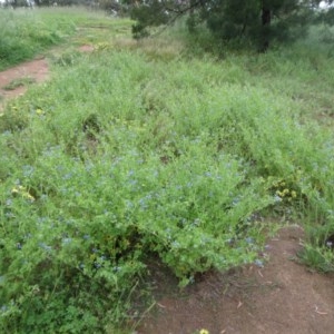 Erodium crinitum at Hawker, ACT - 17 Oct 2020