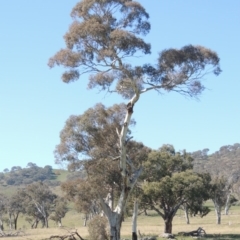 Eucalyptus melliodora (Yellow Box) at Gordon, ACT - 26 Aug 2020 by MichaelBedingfield