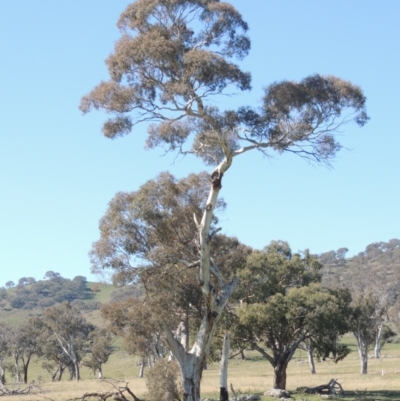 Eucalyptus melliodora (Yellow Box) at Gordon, ACT - 26 Aug 2020 by MichaelBedingfield